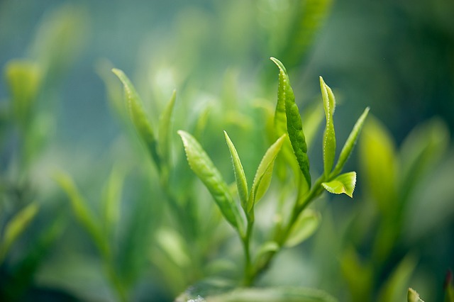 3 Easy DIY Anti-Aging Cream Recipes Using Natural Ingredients